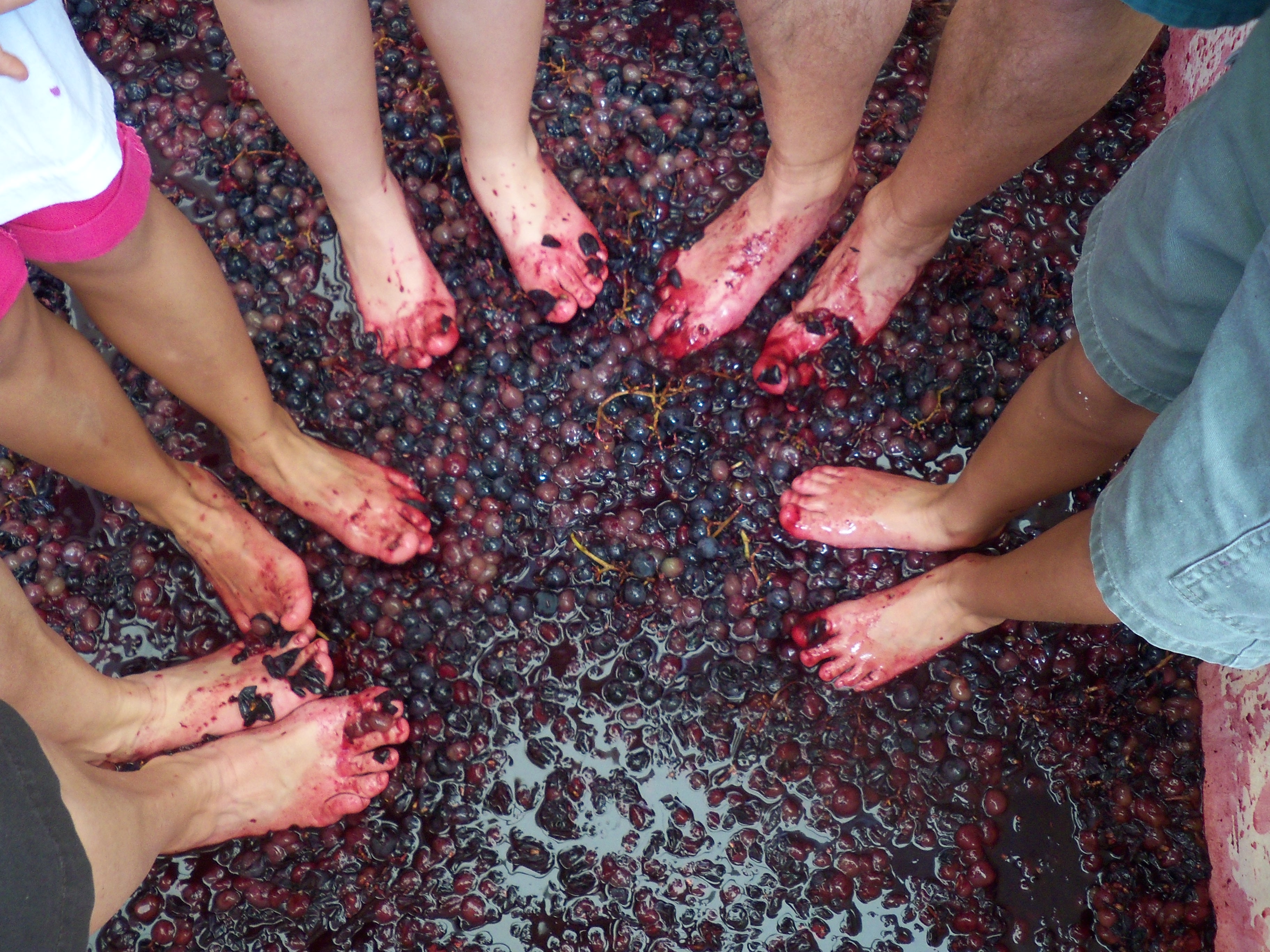 Grape Stomping